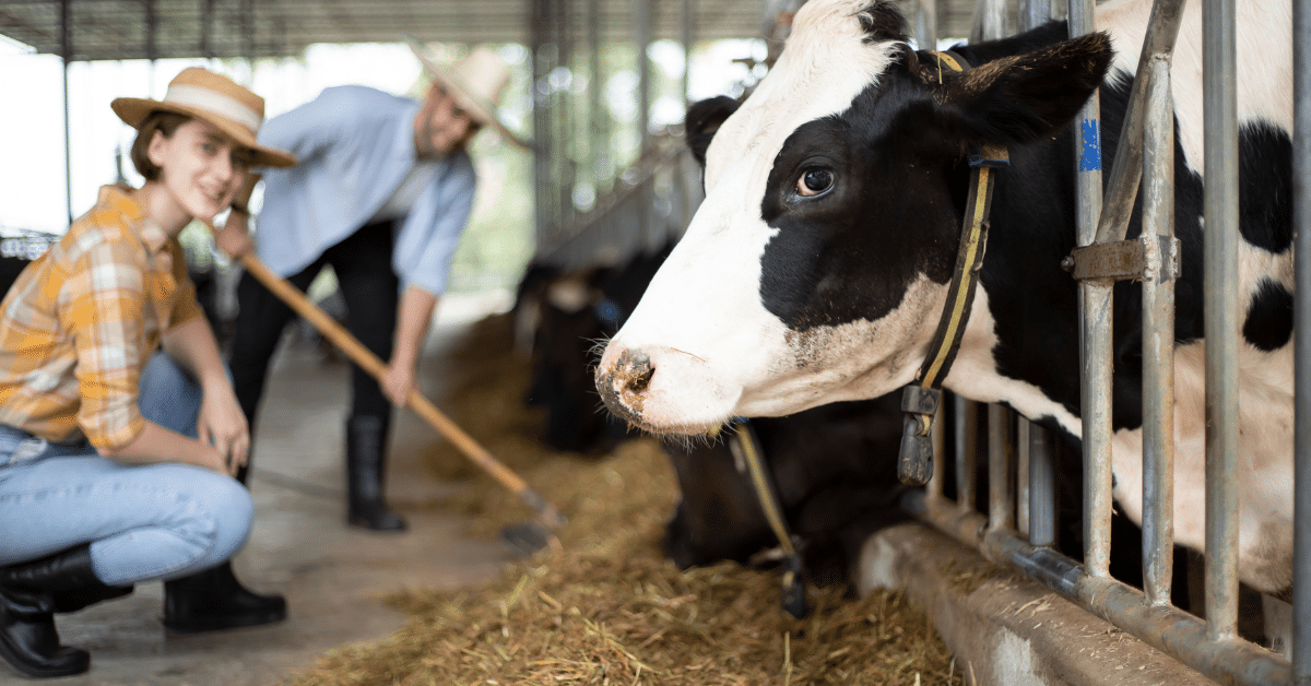 Állatgondozó segéd (körmözési feladatok)